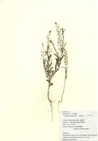 藏品(獨行菜)的圖片